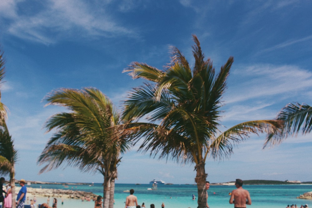 man standing in front of palm tree