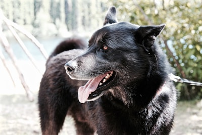 A large black dog with pointed ears and a fluffy tail stands outdoors, panting with its tongue out. The dog has shiny, well-groomed fur and bright eyes. The background is a natural setting with blurred green foliage and a hint of water or sky, suggesting a park or forest area on a sunny day.