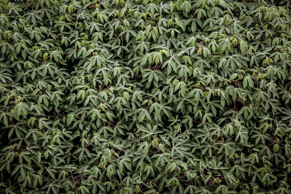 green leafed tree