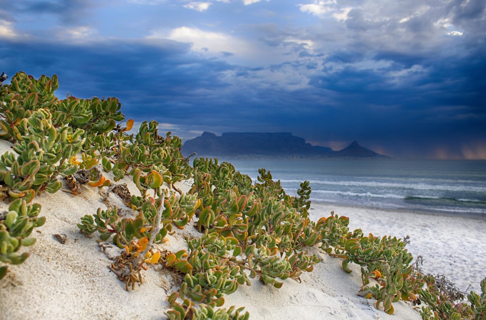 a beach with a bunch of plants growing out of the sand