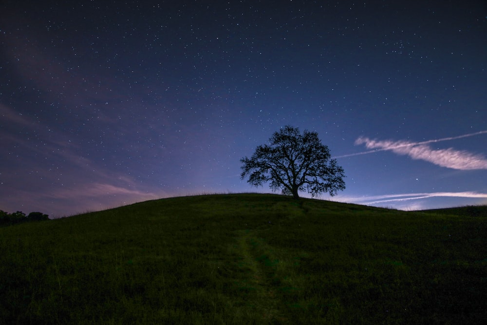 green tree surrounded by grass under blue sky