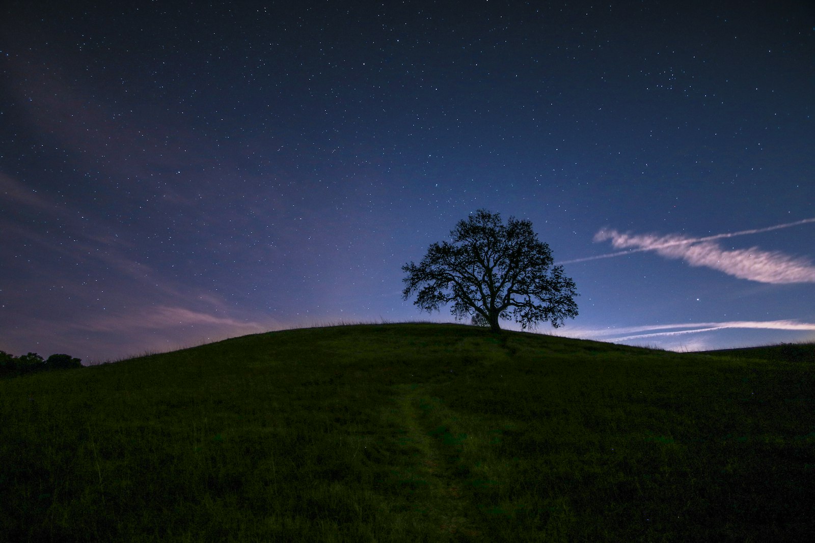 Canon EOS 7D Mark II + Canon EF-S 10-22mm F3.5-4.5 USM sample photo. Green tree surrounded by photography