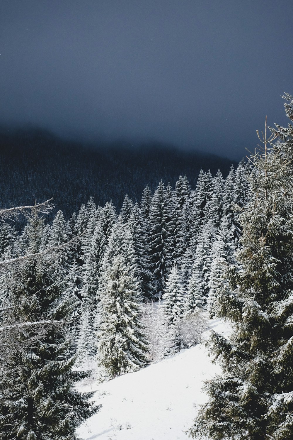 Kiefern mit Schnee bedeckt