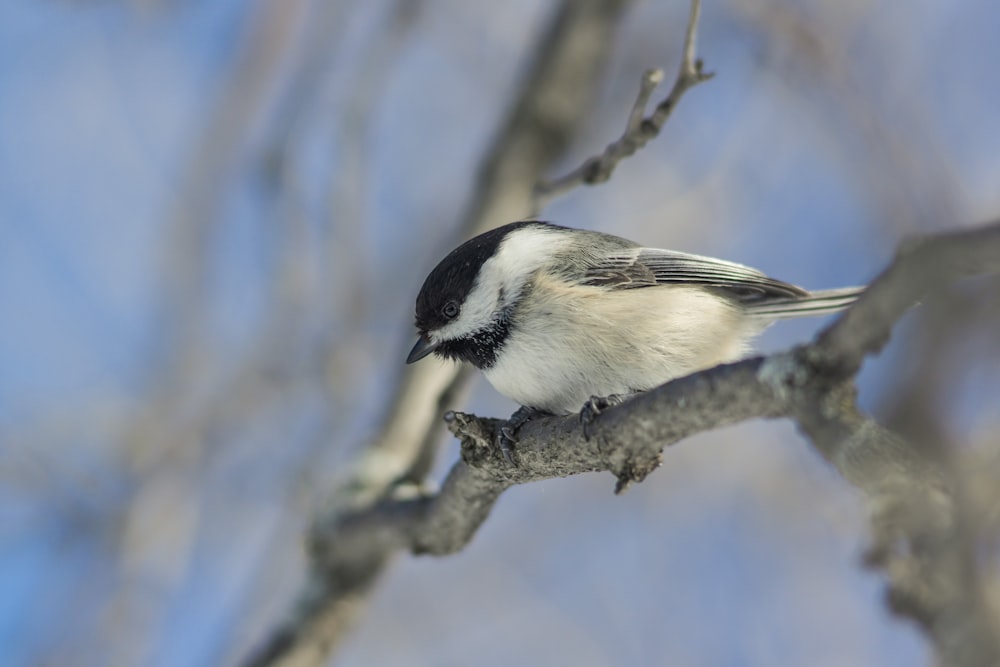 black and white feathered bird perching on tree