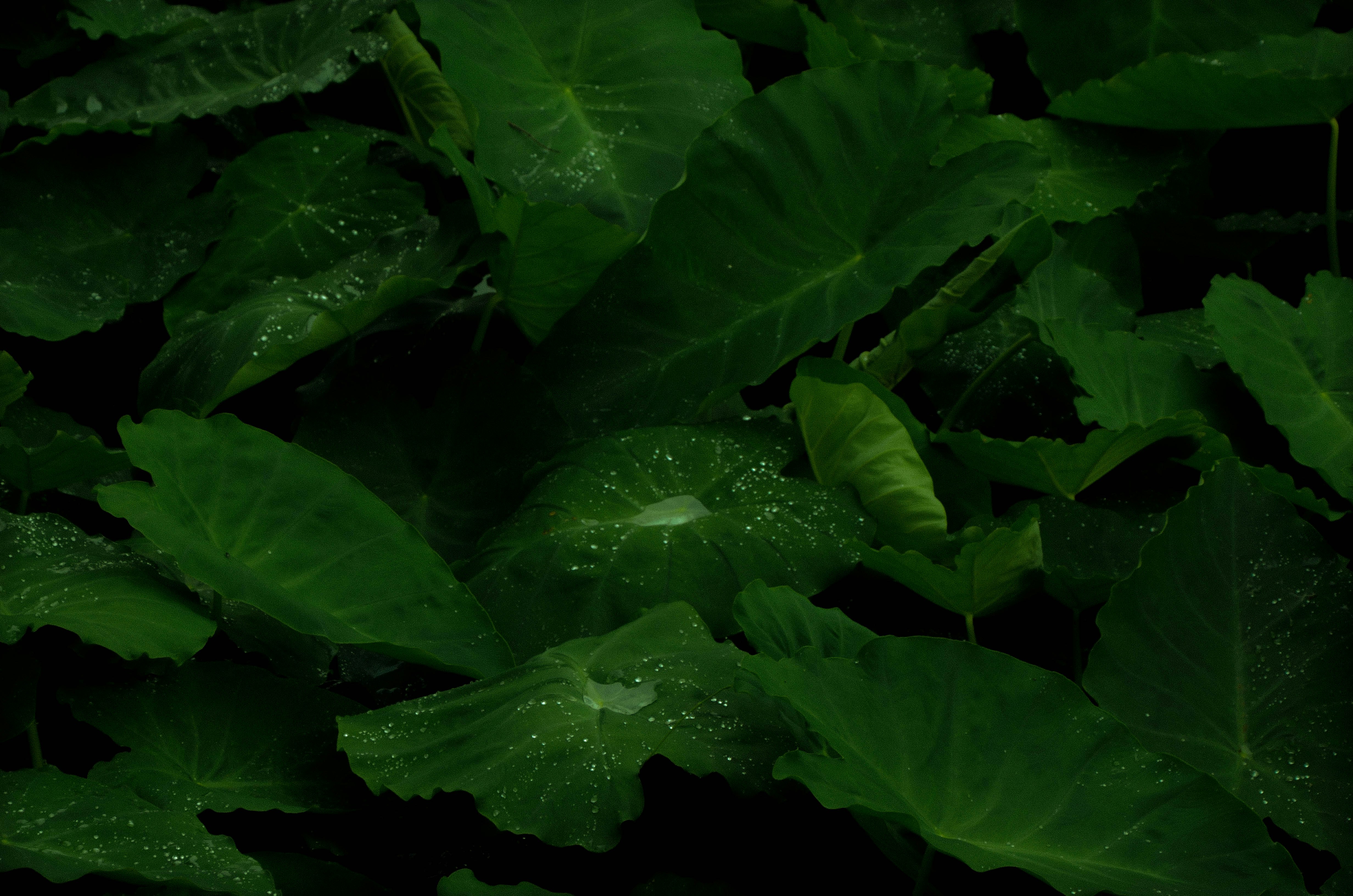 taro plant with dews