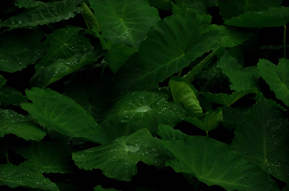 taro plant with dews