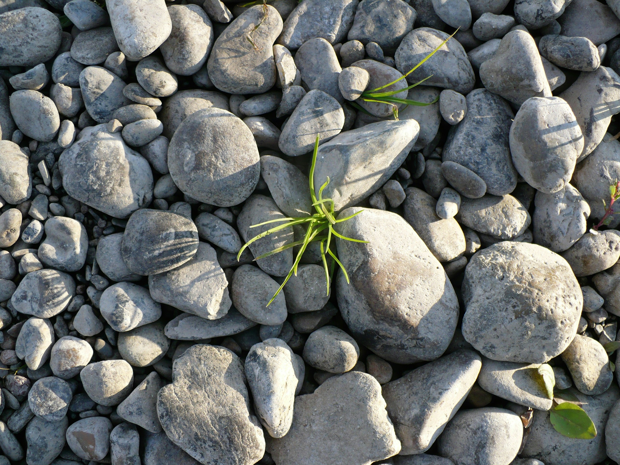 Free Unsplash photo from Mihail Sidorov