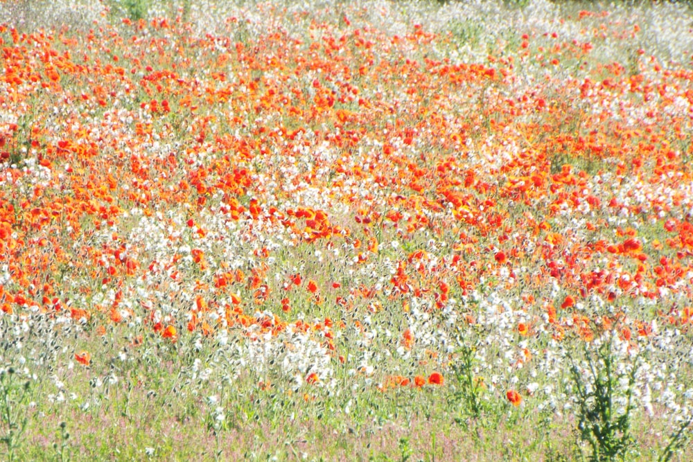 bed of flowers painting