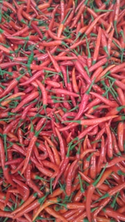 Stacks of biodegradable bags filled with fresh red chilies ready for export.