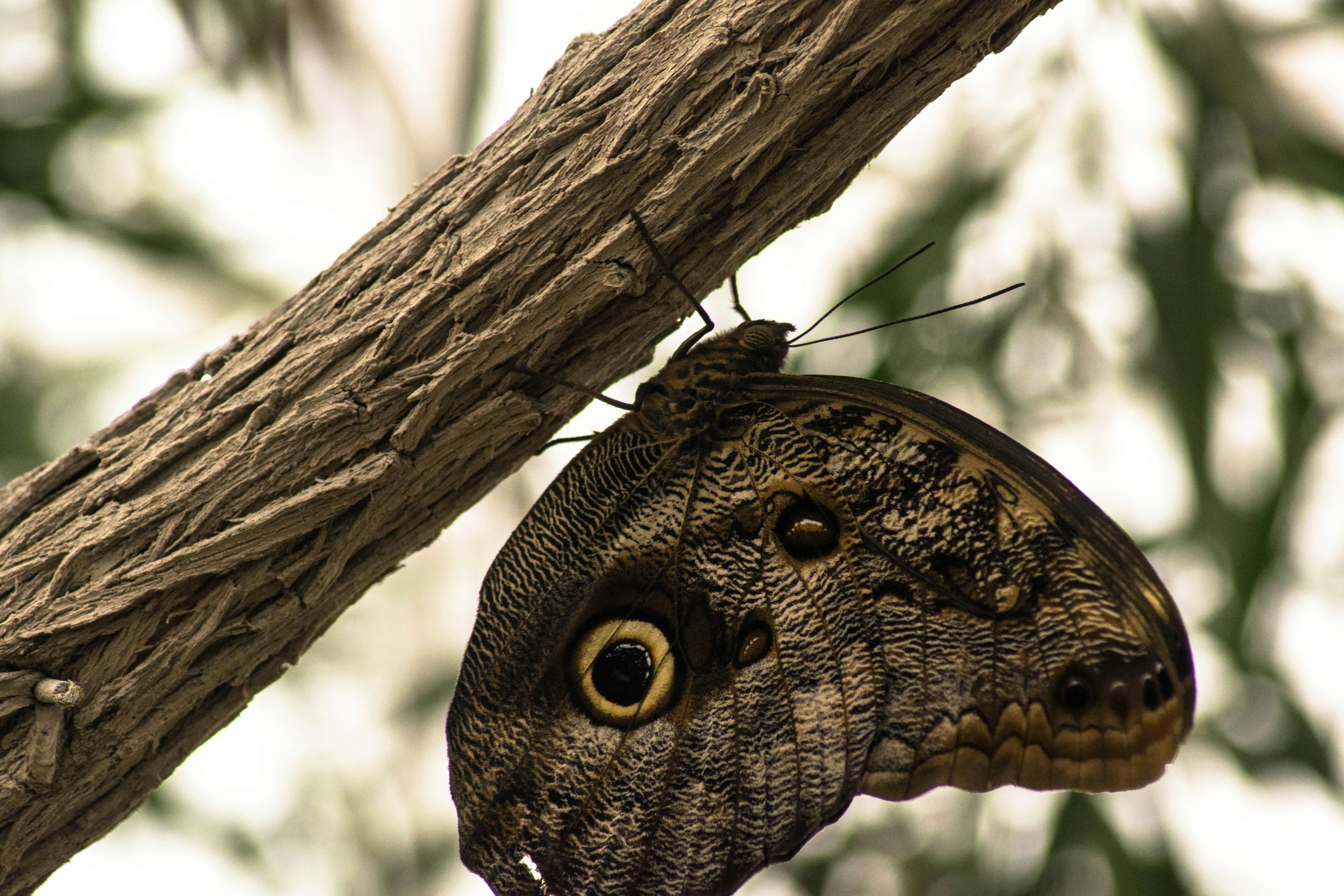 Free Unsplash photo from Matthieu Comoy