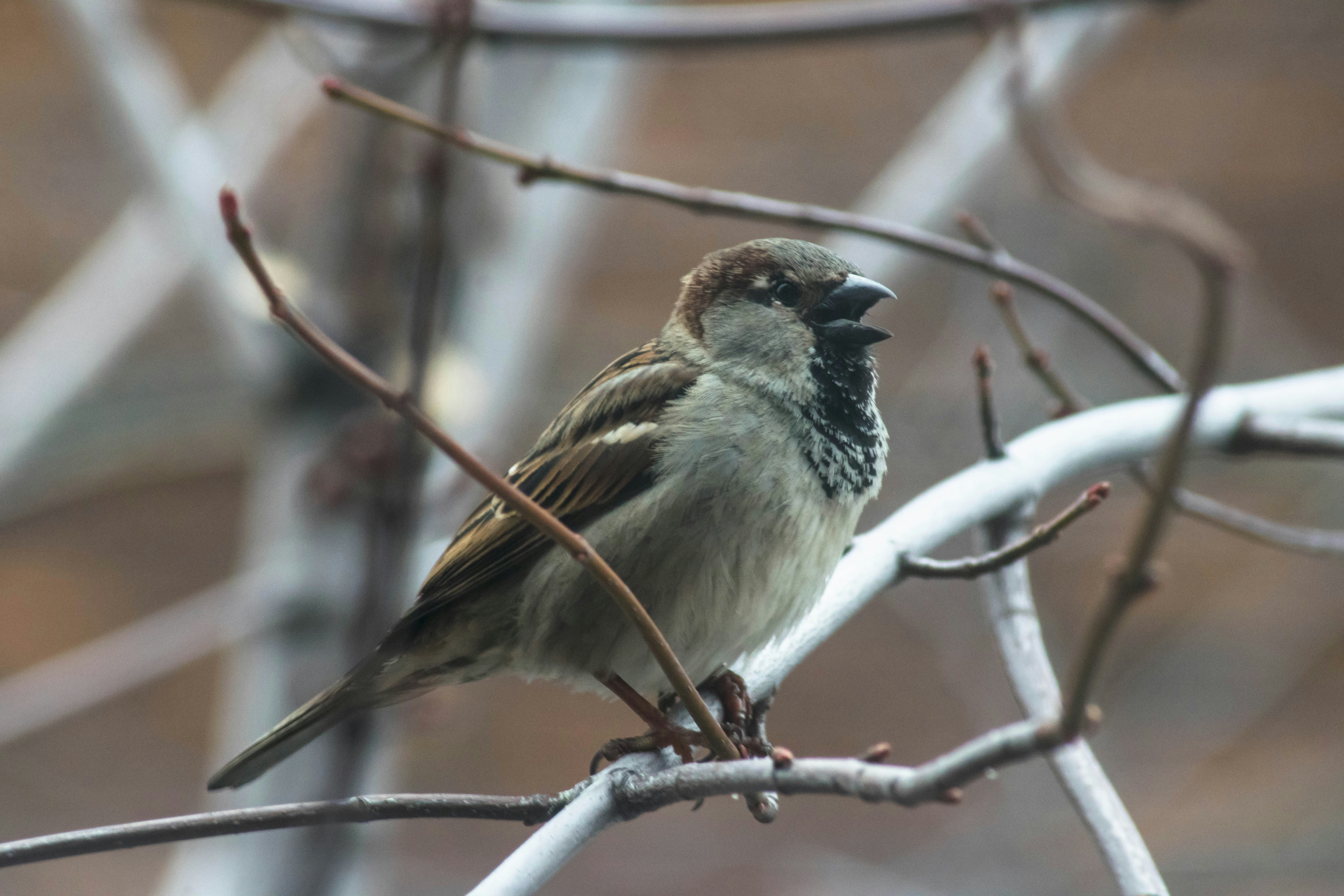 Free Unsplash photo from Matthieu Comoy