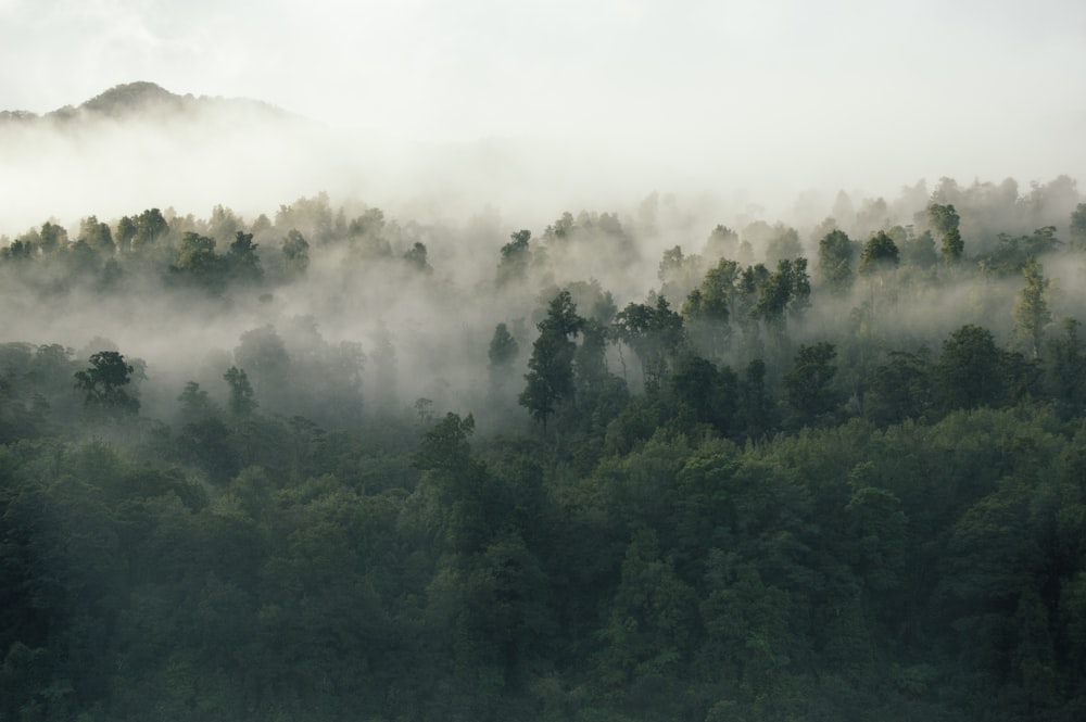 alberi a foglia verde coperti dalla nebbia durante il giorno