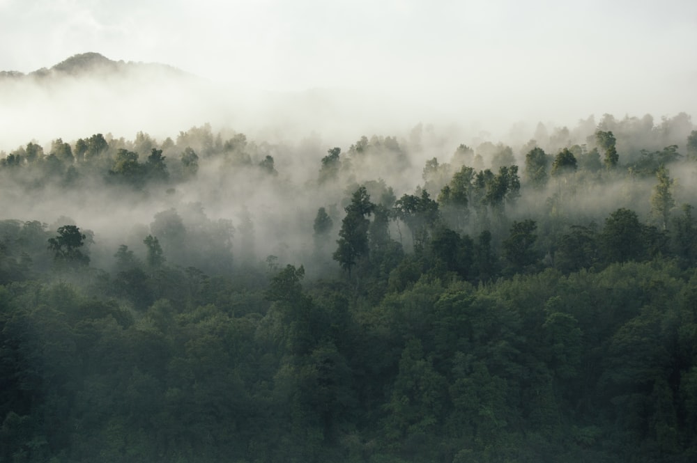 green leafed trees covered by fog during daytime