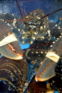 Several lobsters with dark brown shells are visible, each with distinctive markings and bands secured around their claws. They are immersed in a bluish environment, likely a tank, with bubbles visible in the water.