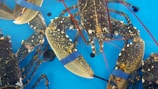A collection of live lobsters in a tank, with blue rubber bands securing their claws. The lobsters have dark, mottled shells with lighter spots and reddish antennae. The background is a vivid blue, suggesting a water tank setting.