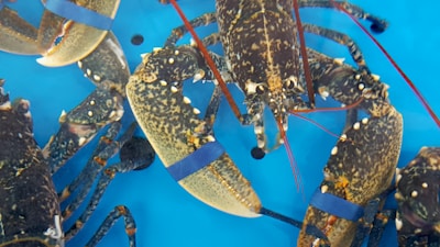 A collection of live lobsters in a tank, with blue rubber bands securing their claws. The lobsters have dark, mottled shells with lighter spots and reddish antennae. The background is a vivid blue, suggesting a water tank setting.