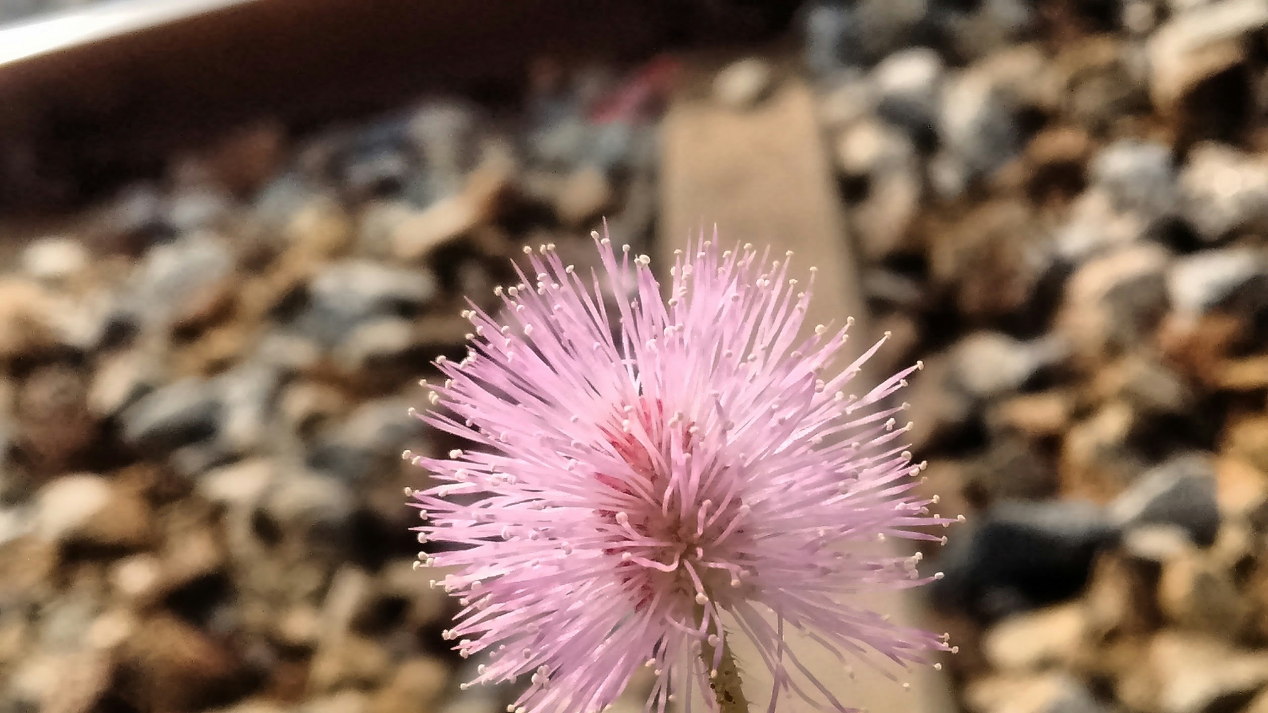 Free Unsplash photo from Doddanna Patil