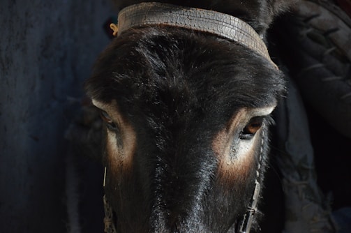 A close-up of a micro mini donkey’s curious face with big, soft eyes.