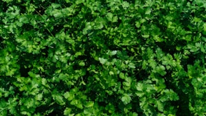 Fresh Coriander