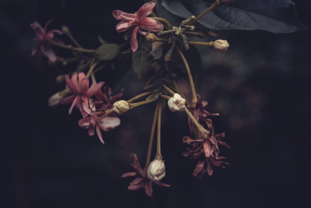 pink and yellow flowers