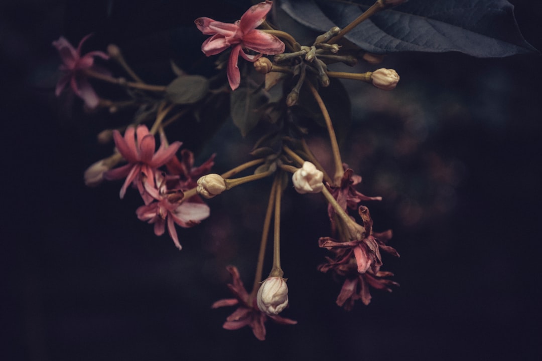 pink and yellow flowers