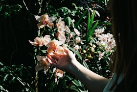 A happy gardener gently tending to a collection of blooming orchids.
