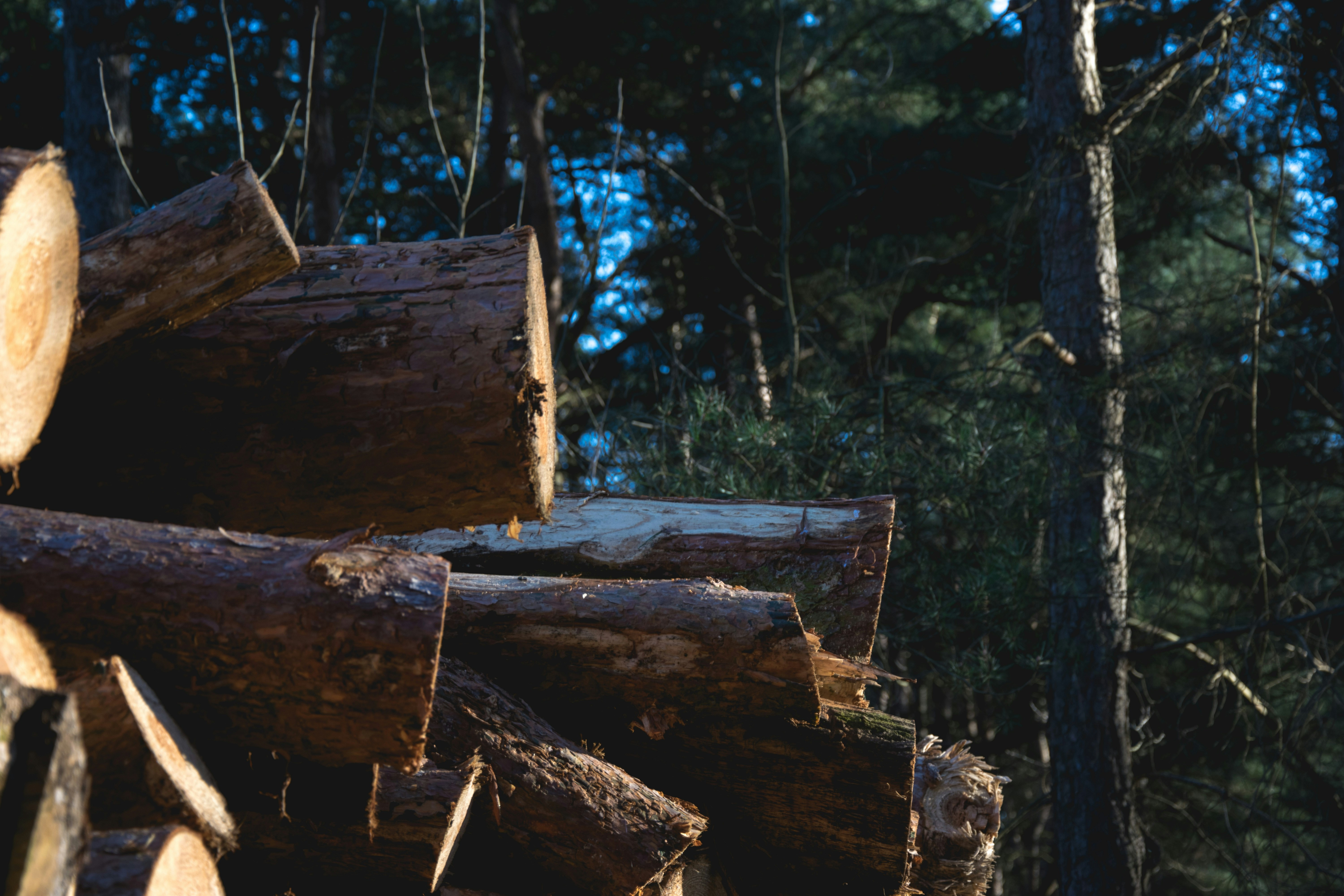 Free Unsplash photo from Job Savelsberg