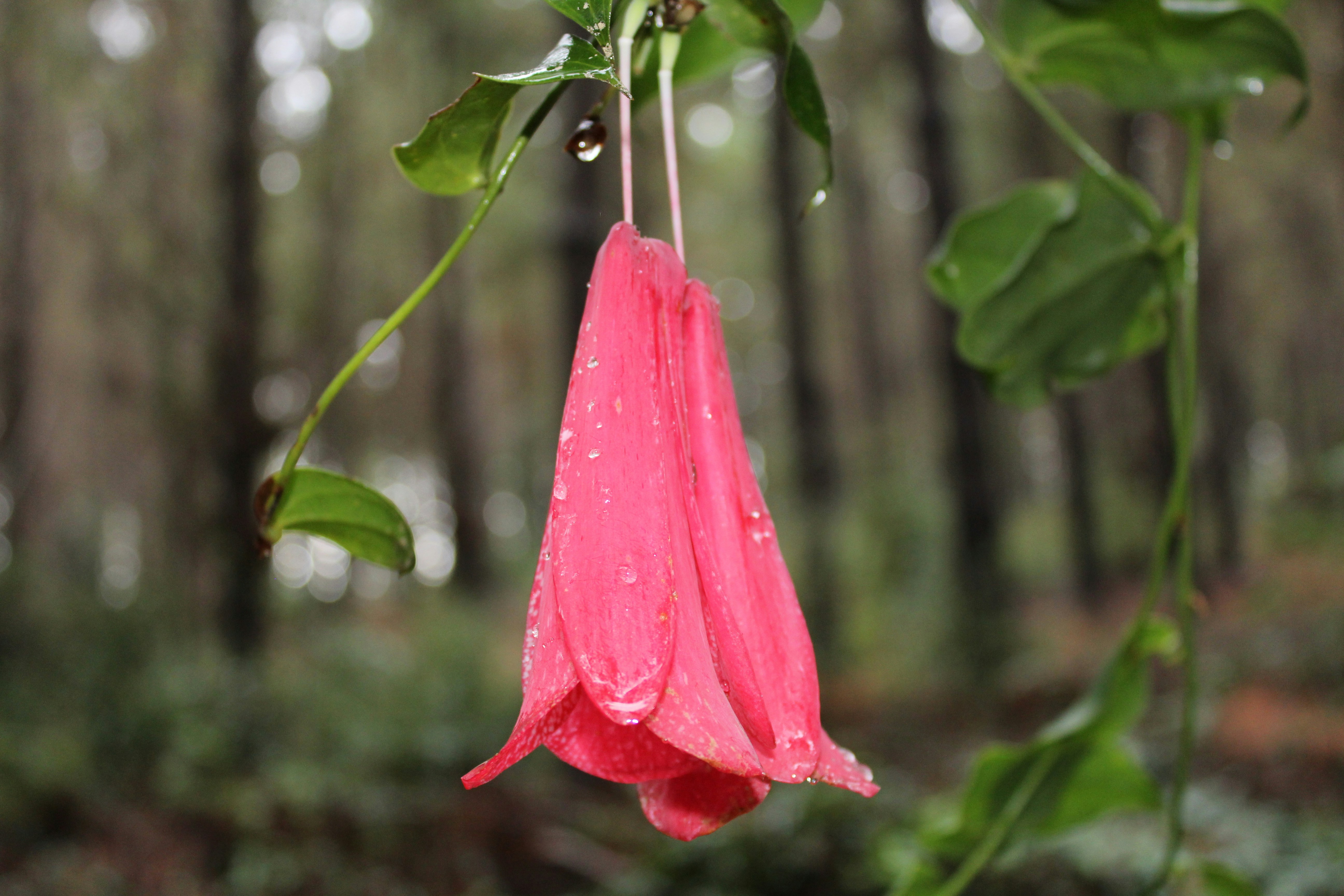 Free Unsplash photo from fernando latorre