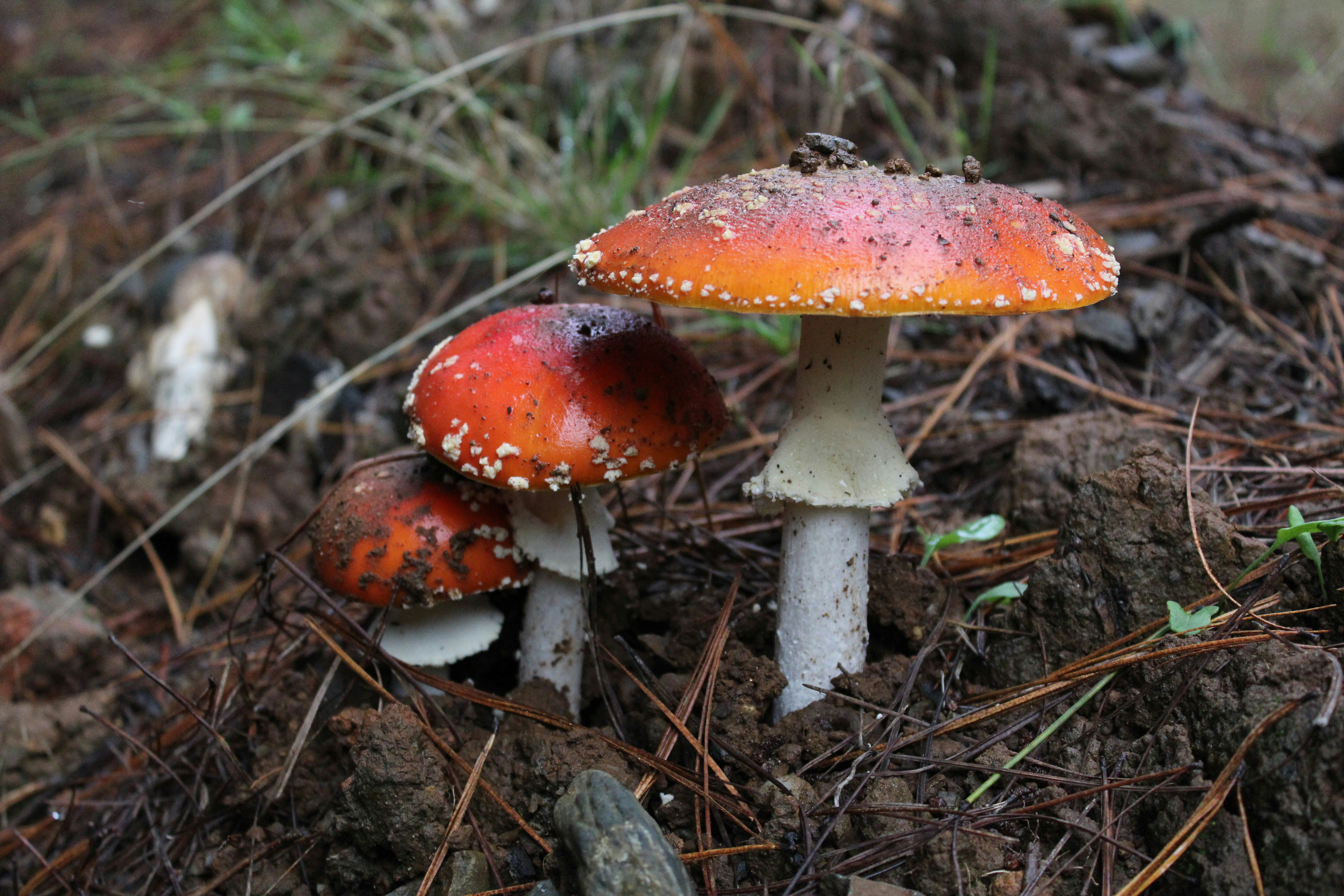 Free Unsplash photo from fernando latorre