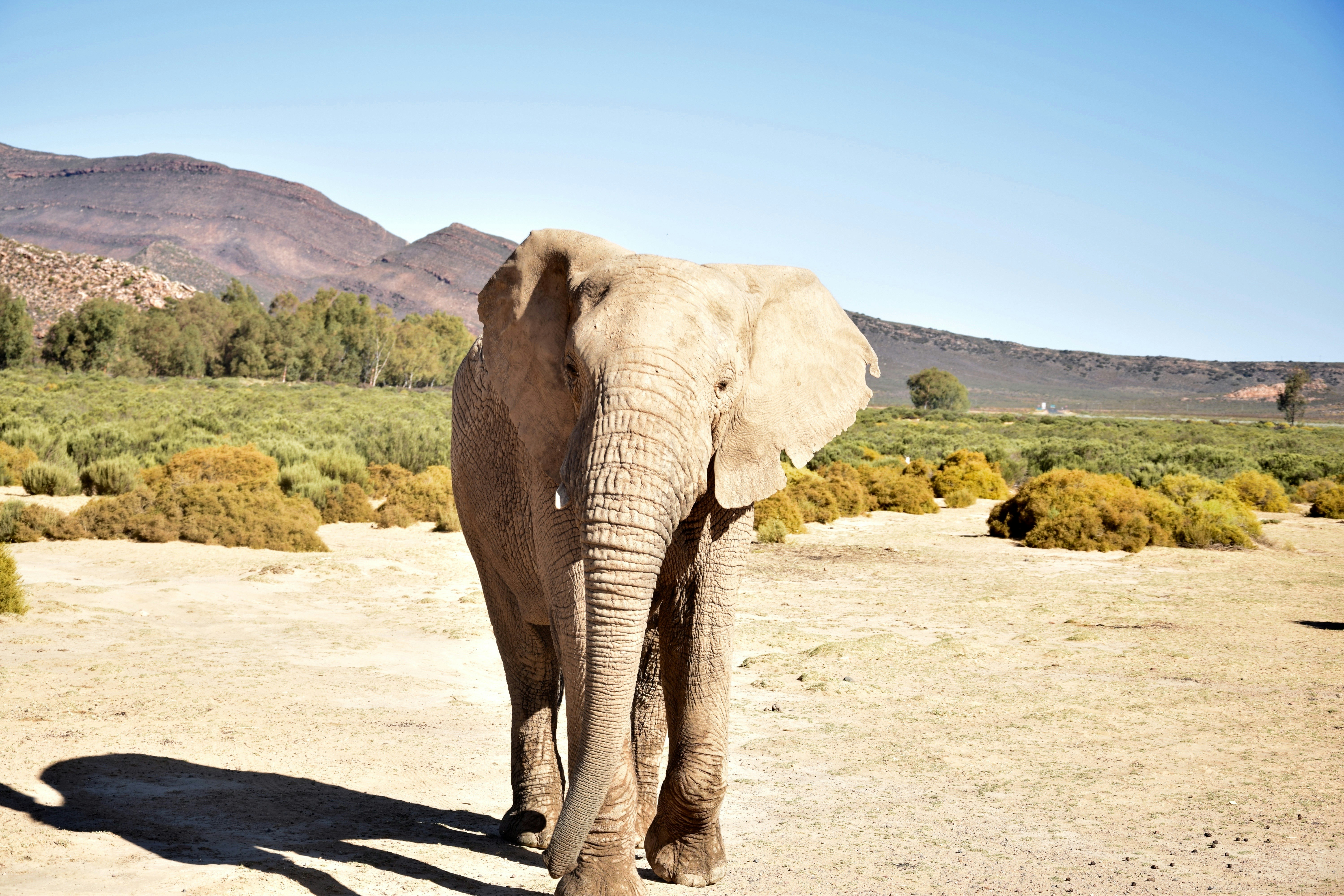 Free Unsplash photo from Elena Schneider