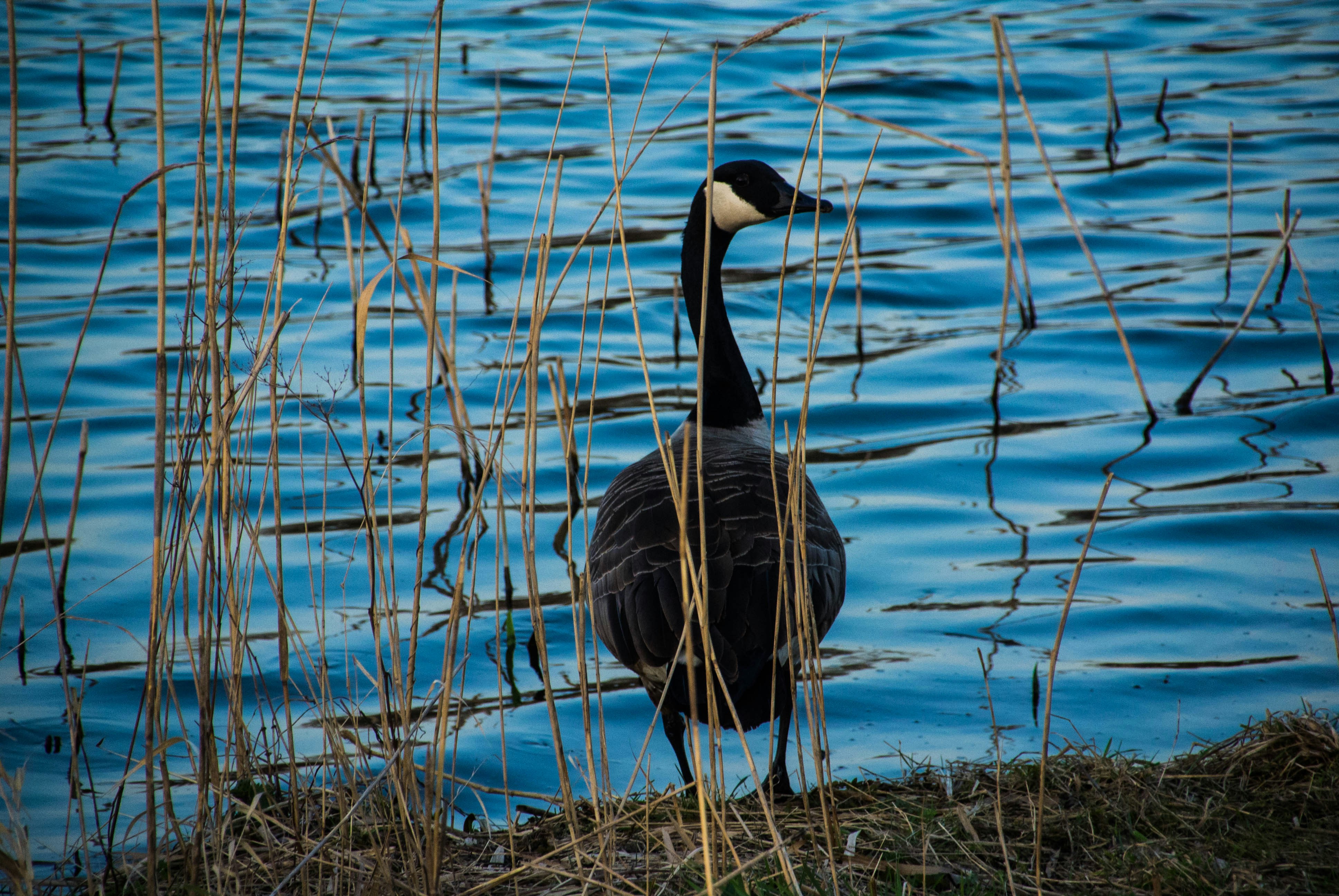 Free Unsplash photo from Wout Vanacker