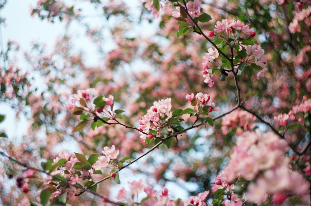 pink petaled flowers