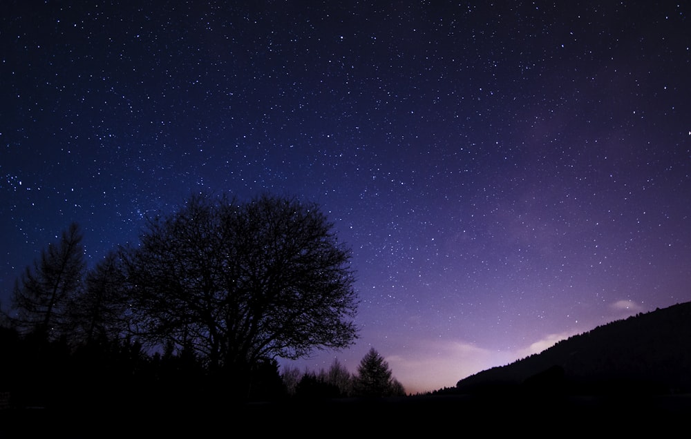 silhouette of trees under starry night digital wallpaper