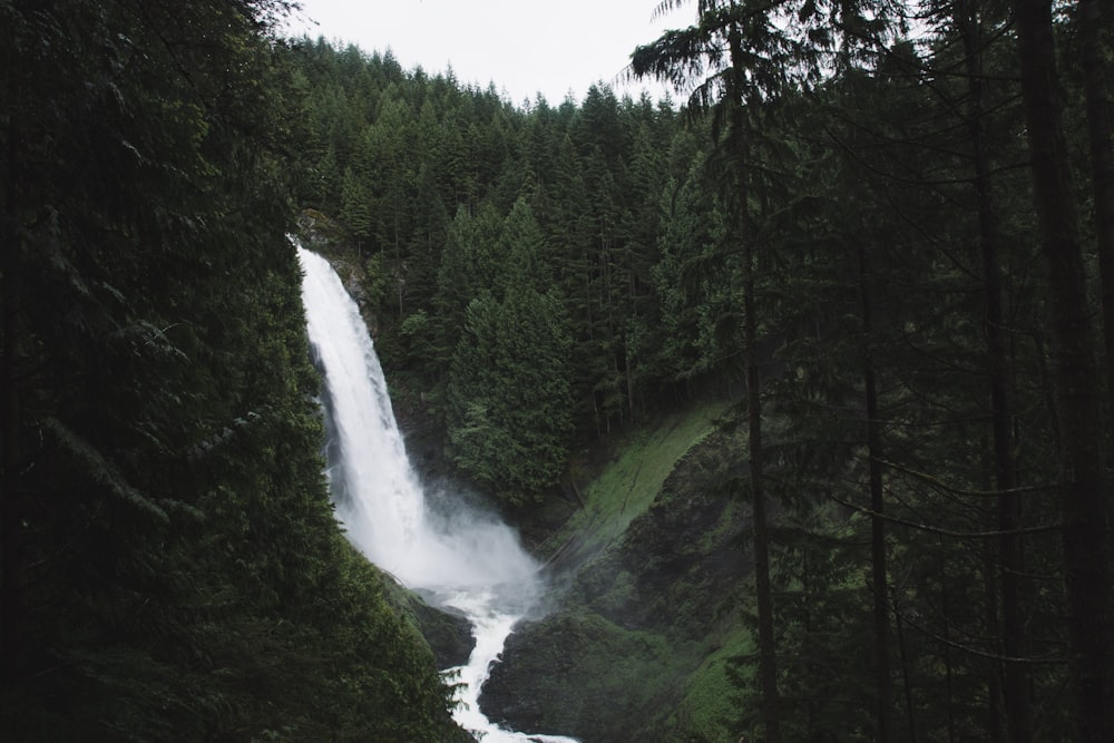 cascades entourées d’arbres