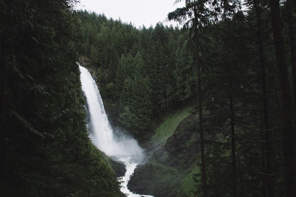 waterfalls surrounded by trees