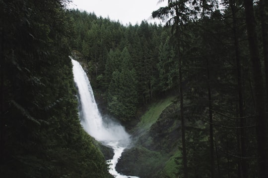 waterfalls surrounded by trees in Wallace Falls State Park United States