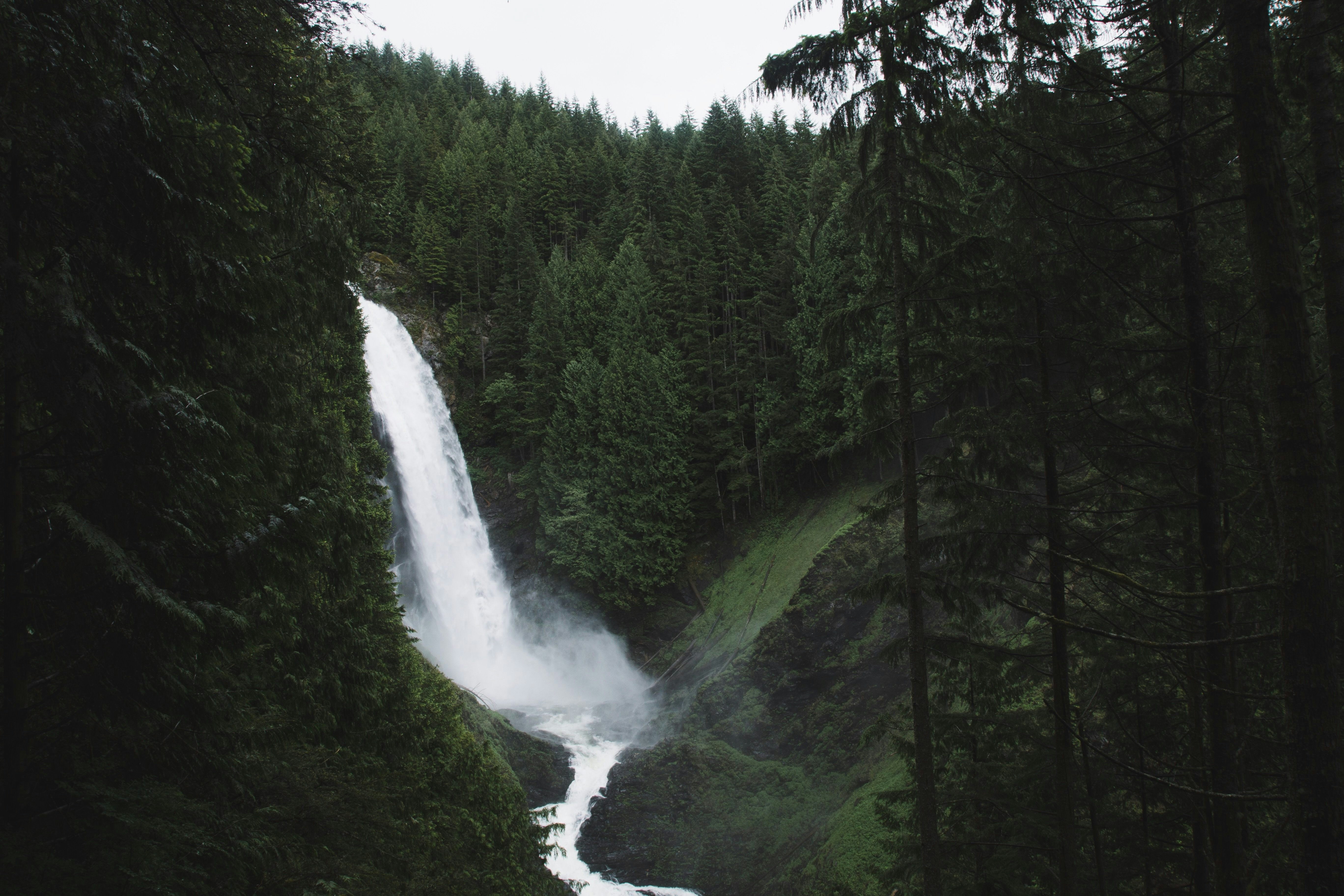 waterfalls surrounded by trees