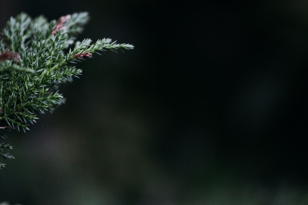 Selektive Fokusfotografie von grünem Kiefernblatt