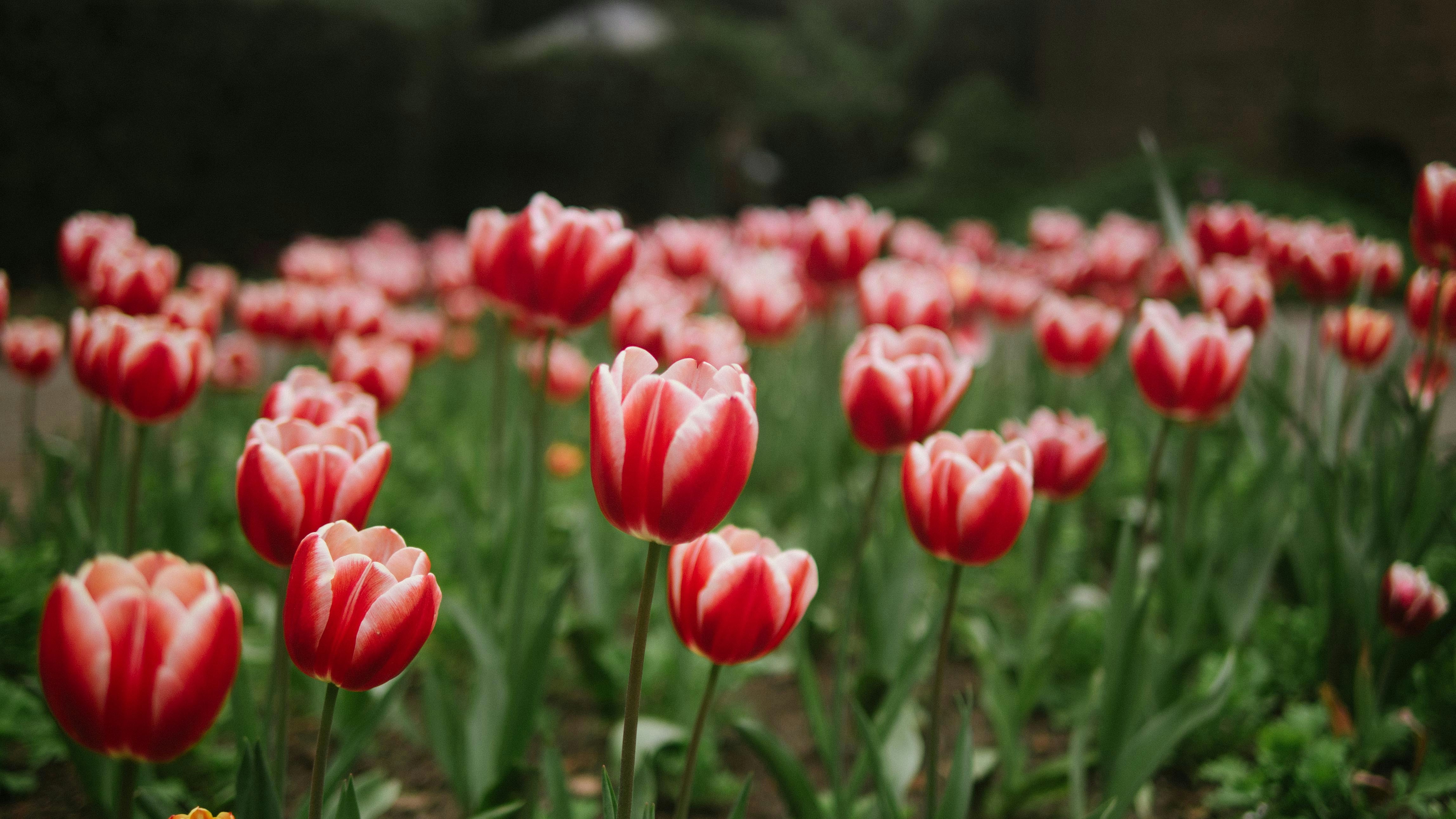 Free Unsplash photo from Lan Pham