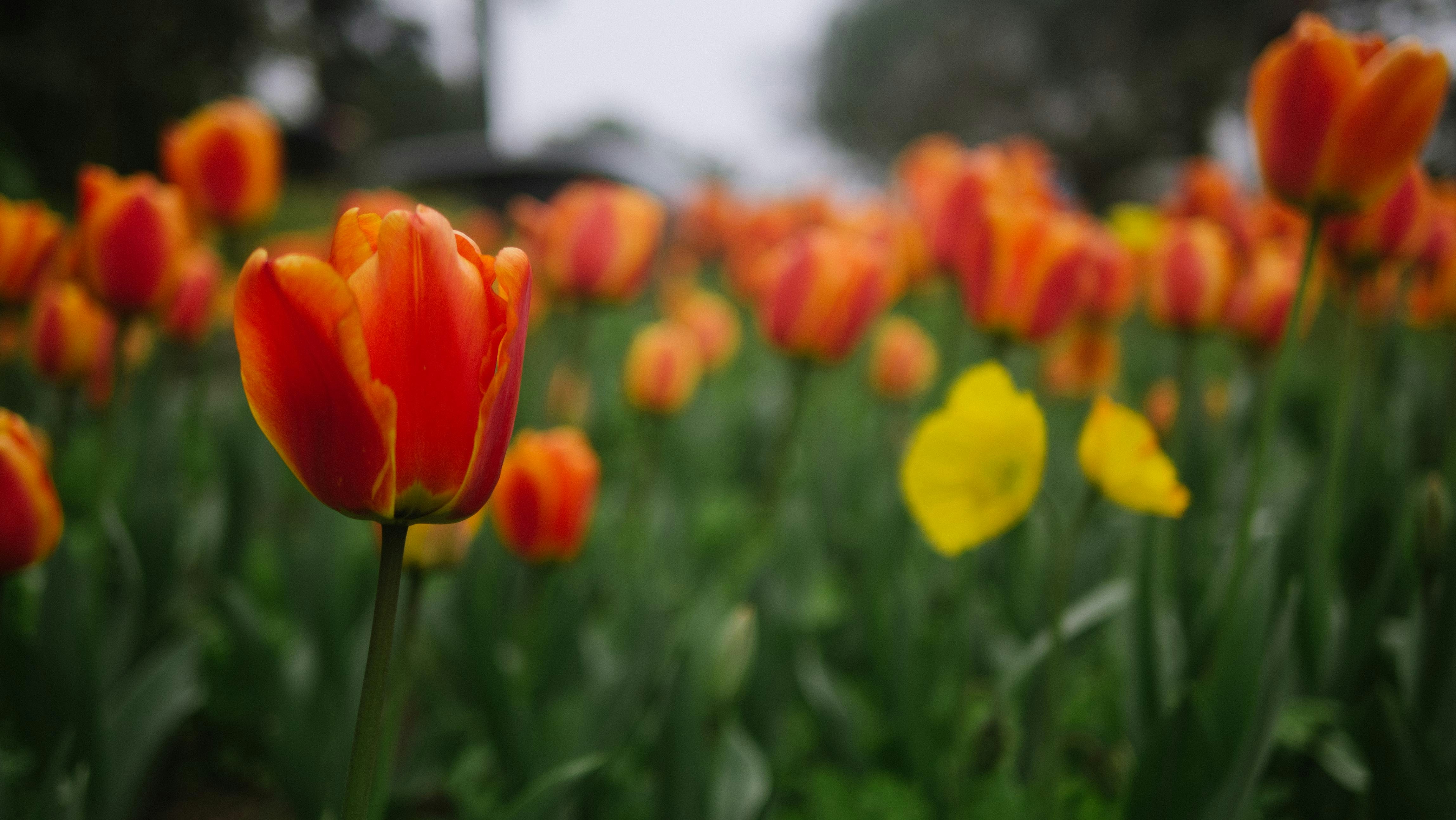 Free Unsplash photo from Lan Pham