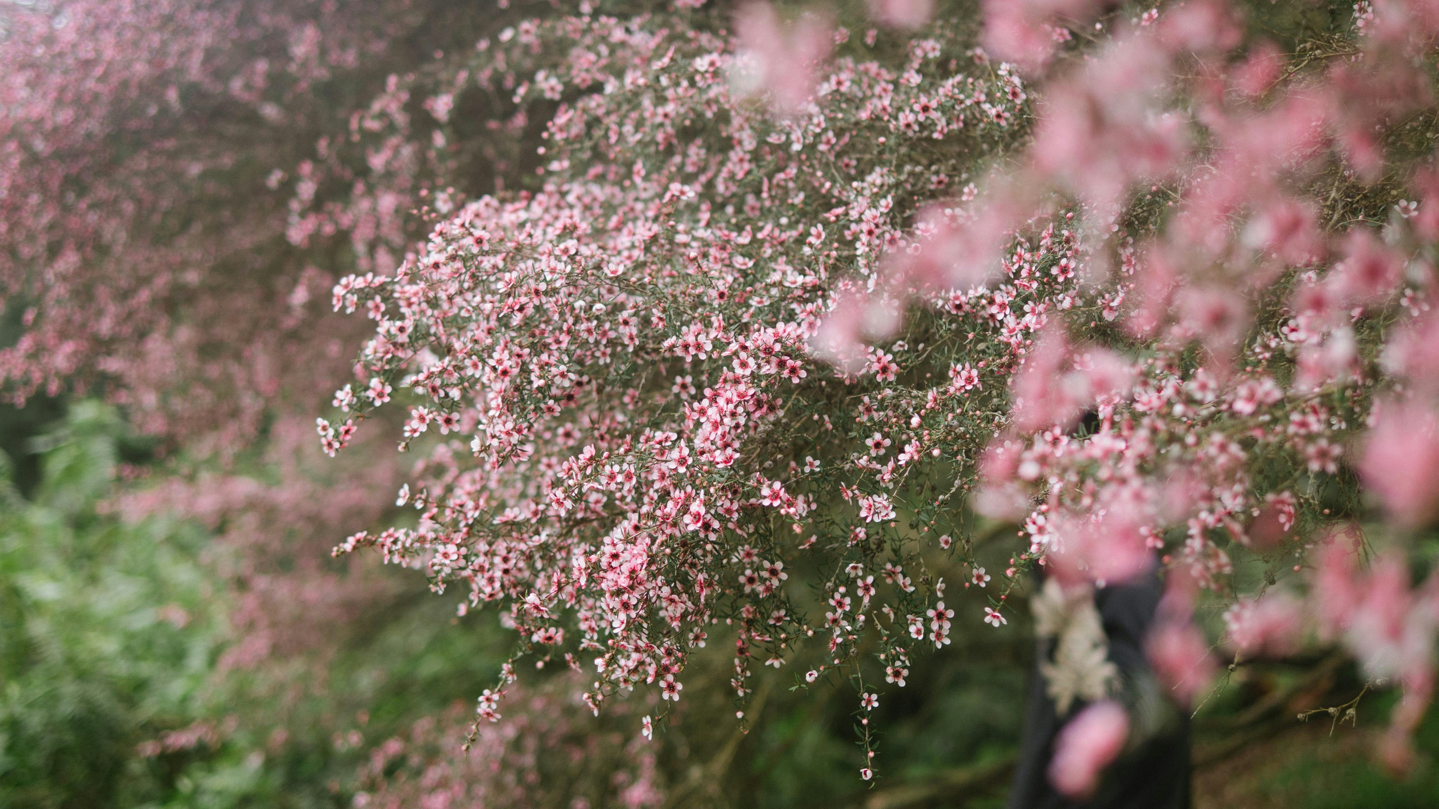 Free Unsplash photo from Lan Pham