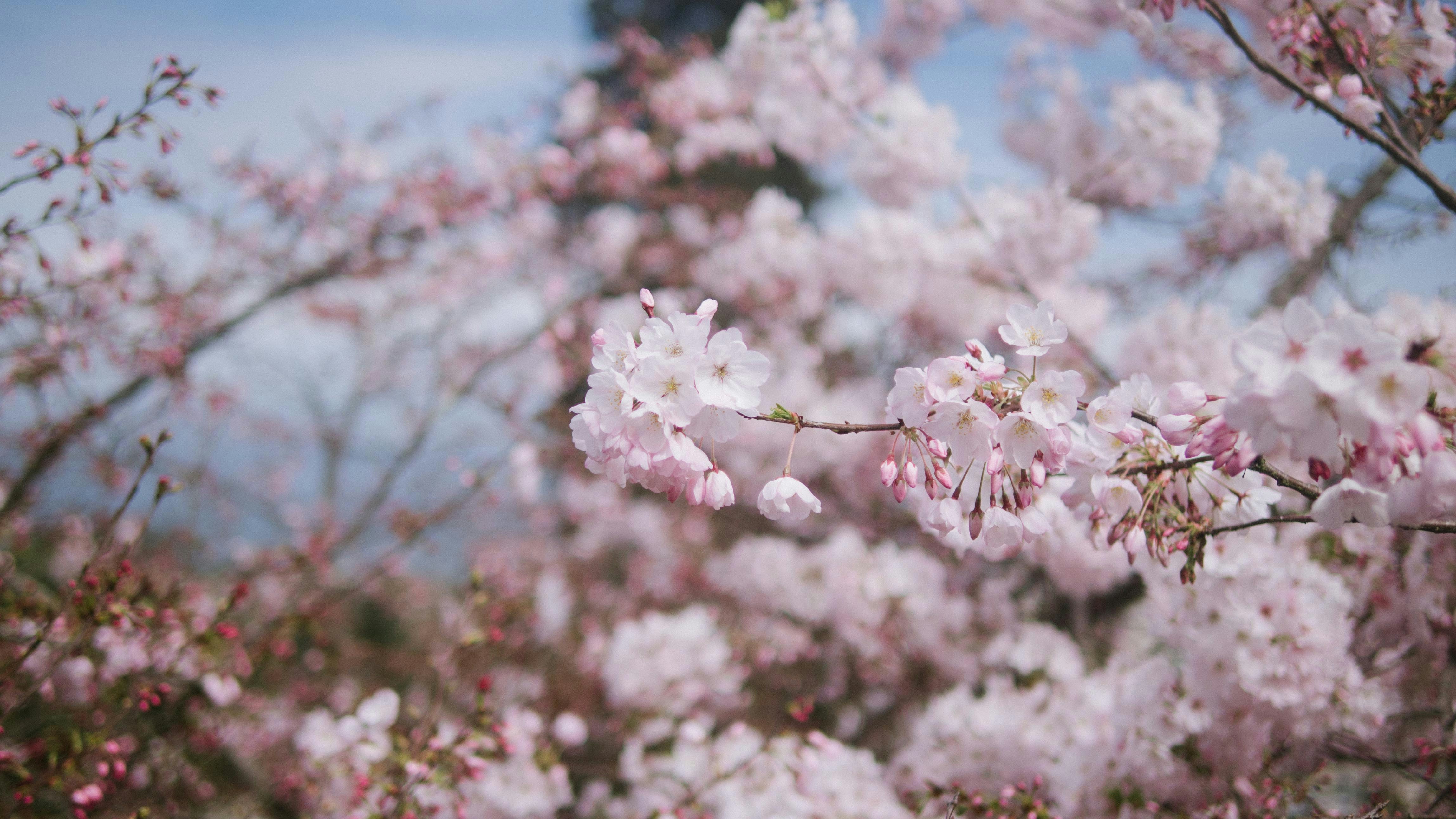 Free Unsplash photo from Lan Pham