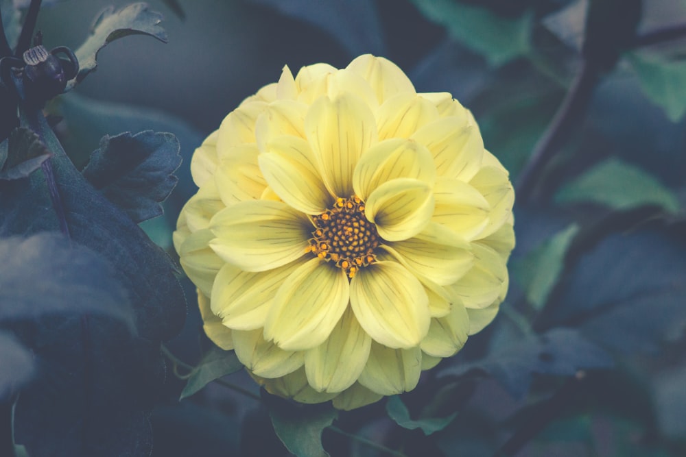 yellow dahlia