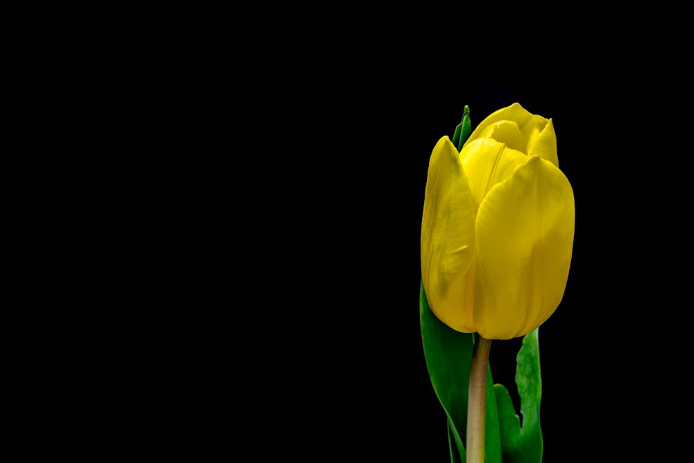 yellow tulip flower