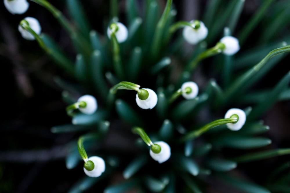 white-petaled flowers