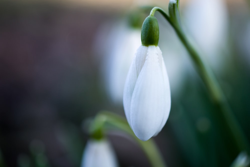 close view of unbloom white petaled flower