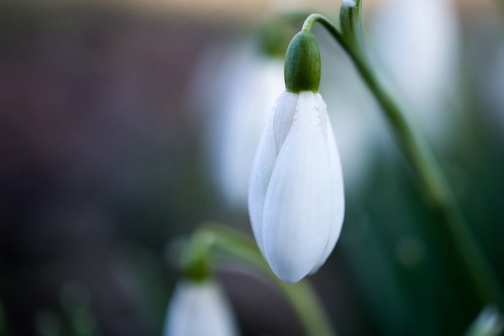 Vista de cerca de la flor de pétalos blancos sin florecer