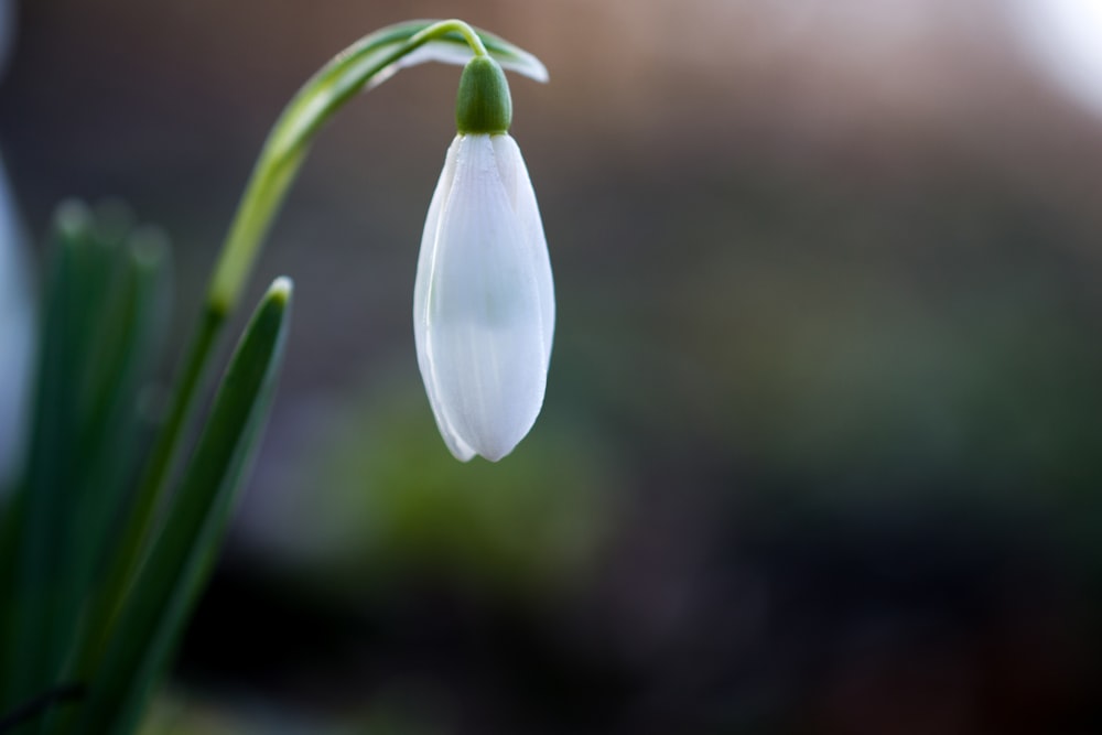 A punto de florecer flor de pétalos blancos