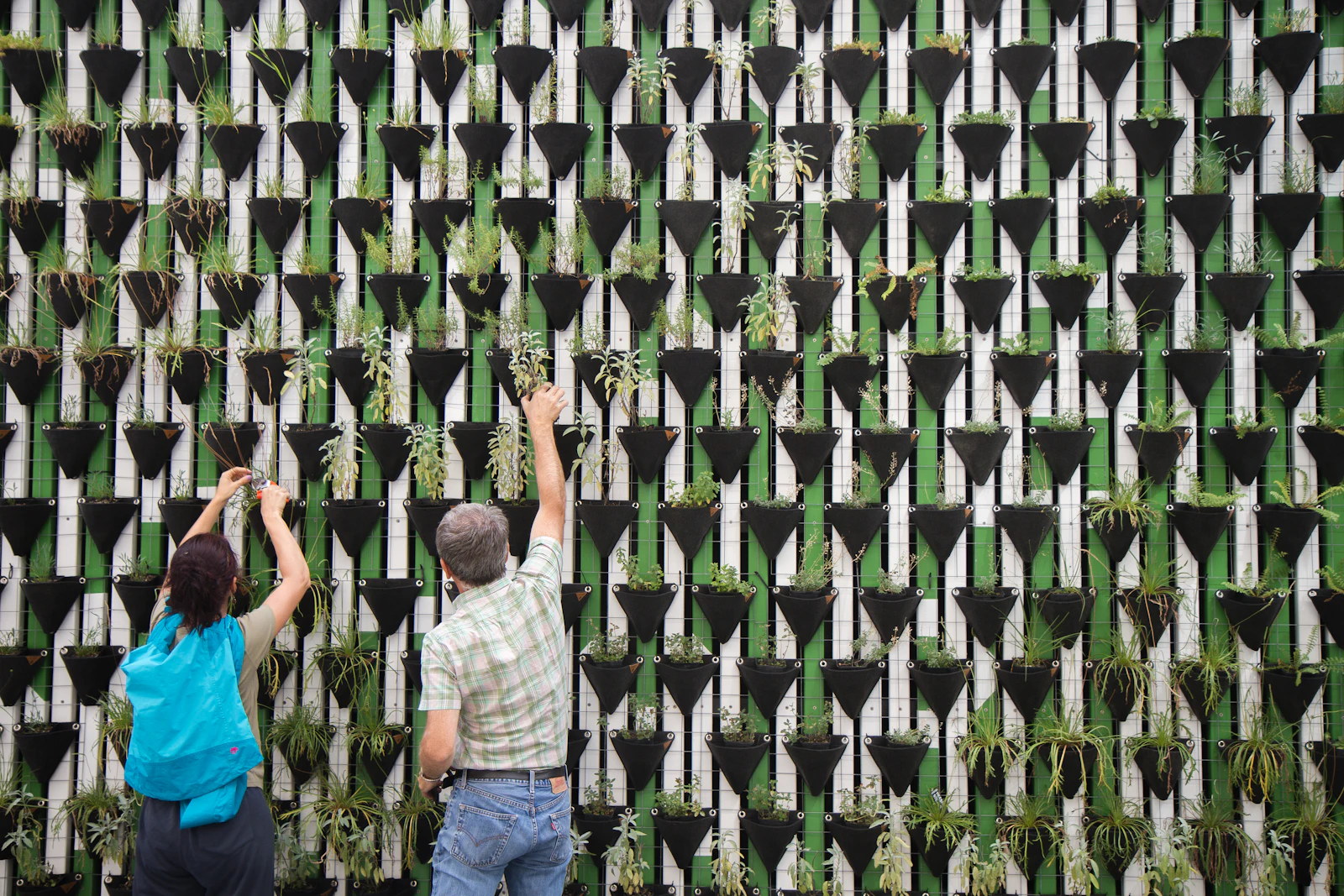 A person tending to plants growing in hanging pots