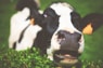closeup photo of cow
